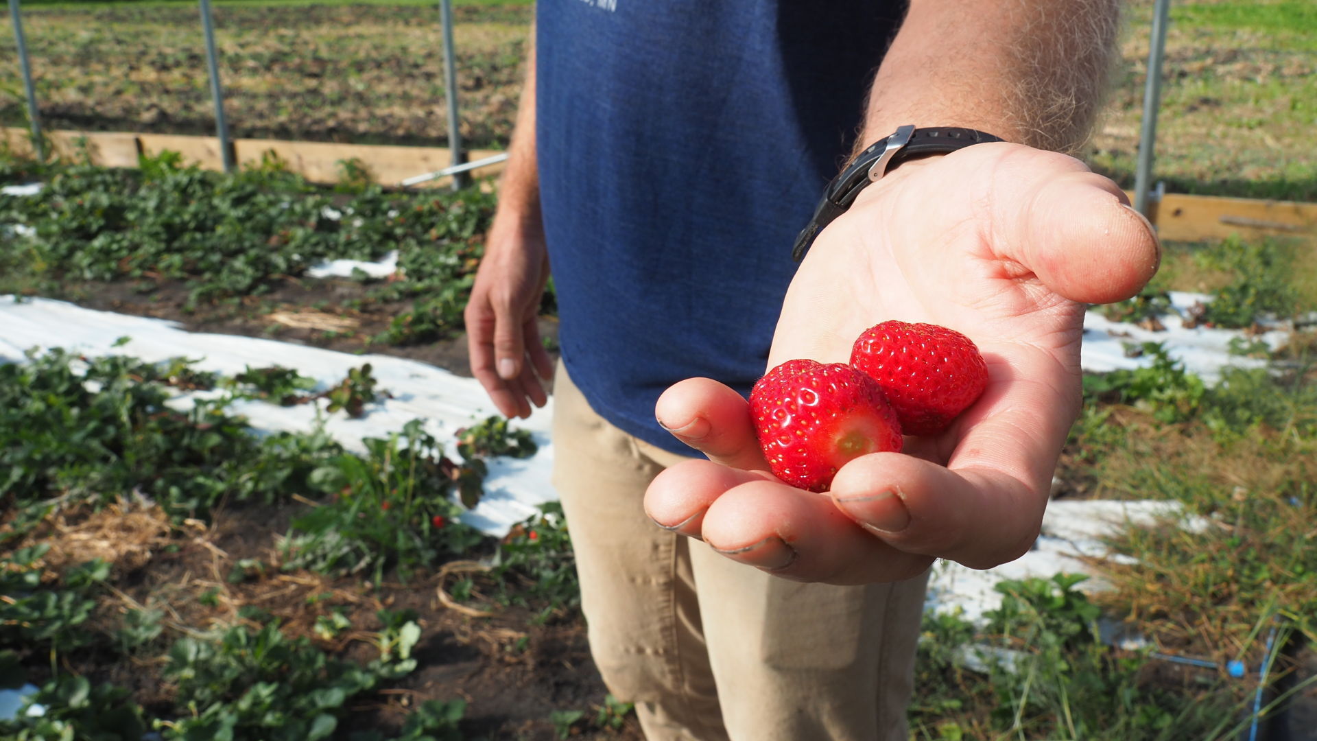 Little Hill Berry Farm